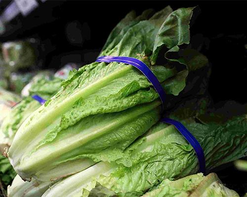 Romaine lettuce