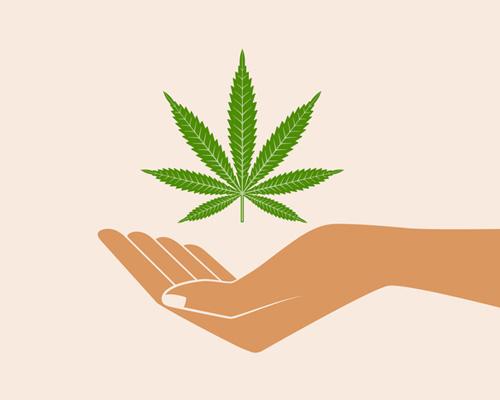 hemp plant