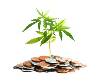 Marijuana plant and money