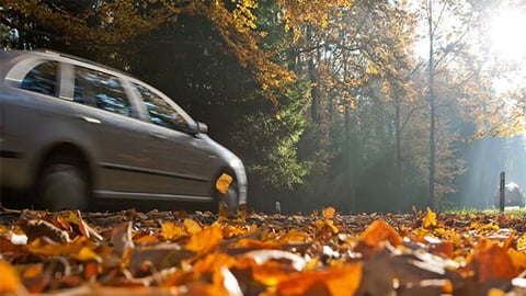 fall driving