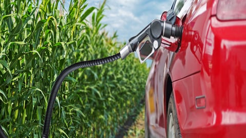 Renewable fuel image of a car getting fuel from a cornfield