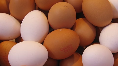 Cage-free eggs