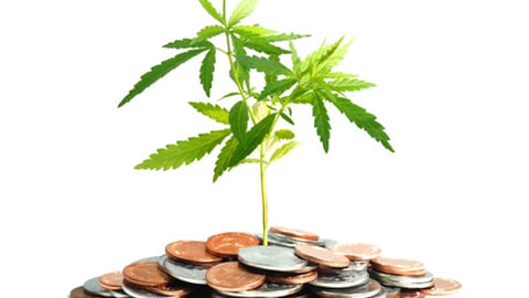 Marijuana plant and money