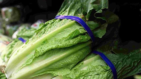 Romaine lettuce