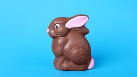 chocolate bunny