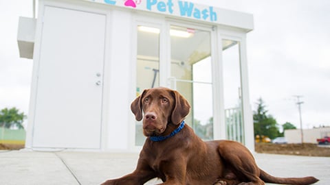 pet wash