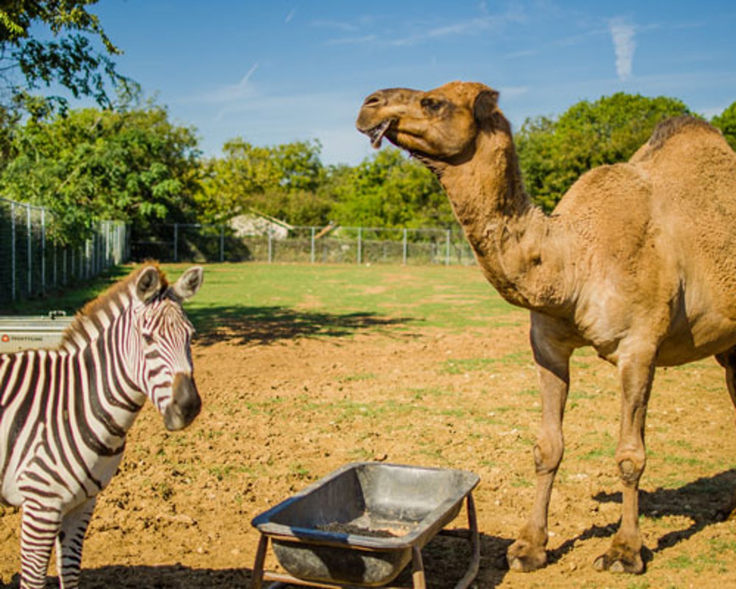 zebra and camel at Fuel City